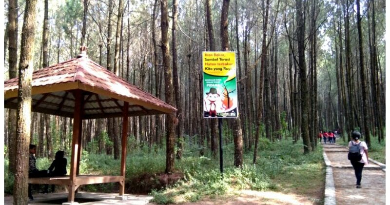 Yuk Wisata Hutan Pinus Kalipasang di Taman Nasional Gunung Merbabu