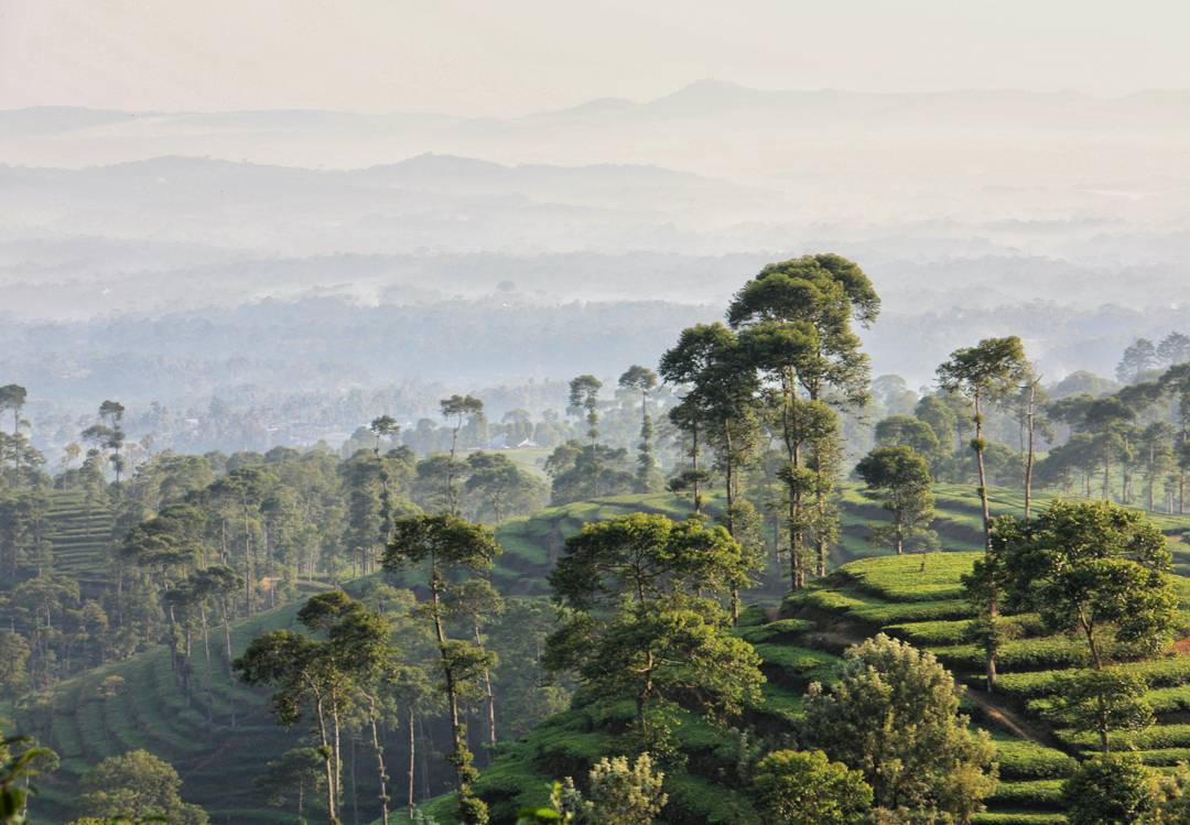 tiket-masuk-kebun-teh-pagilaran