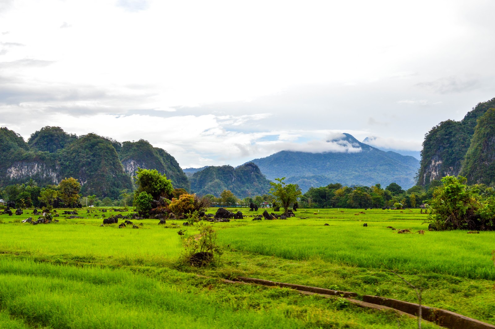 Foto hamparan sawah di Kampung Berua