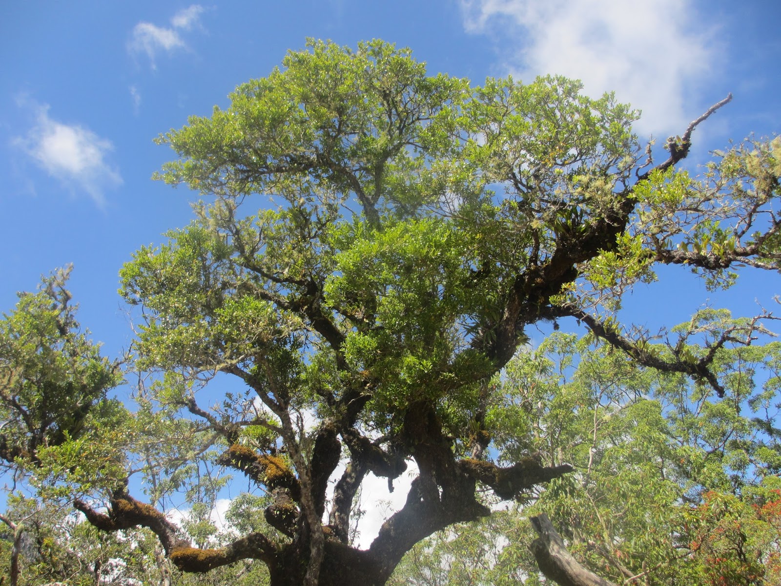 Foto Hutan Bonsai di Fatumnasi
