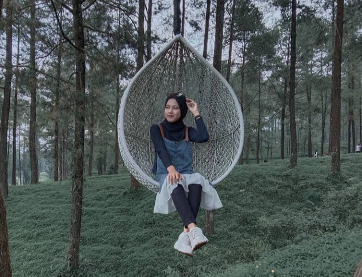 Hutan Pinus Limpakuwus