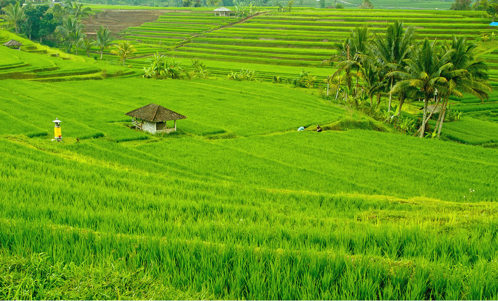 Pemandangan Sawah yang Indah