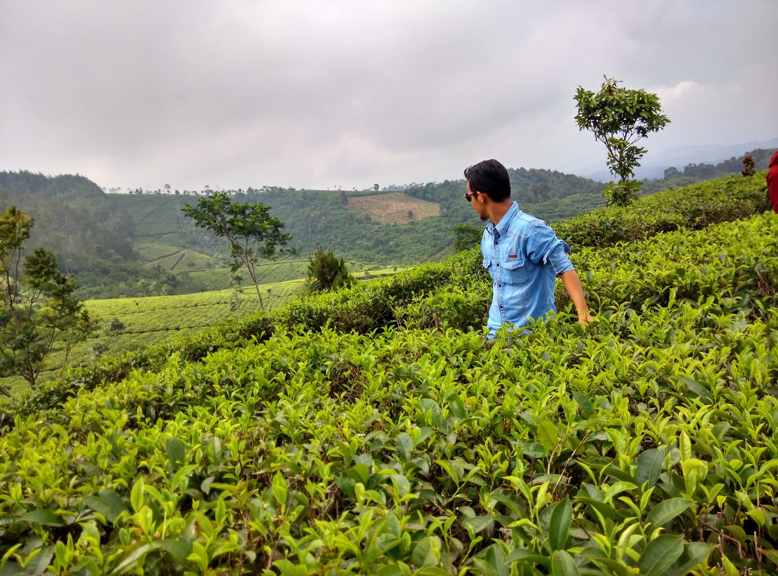 kebun teh cipasung