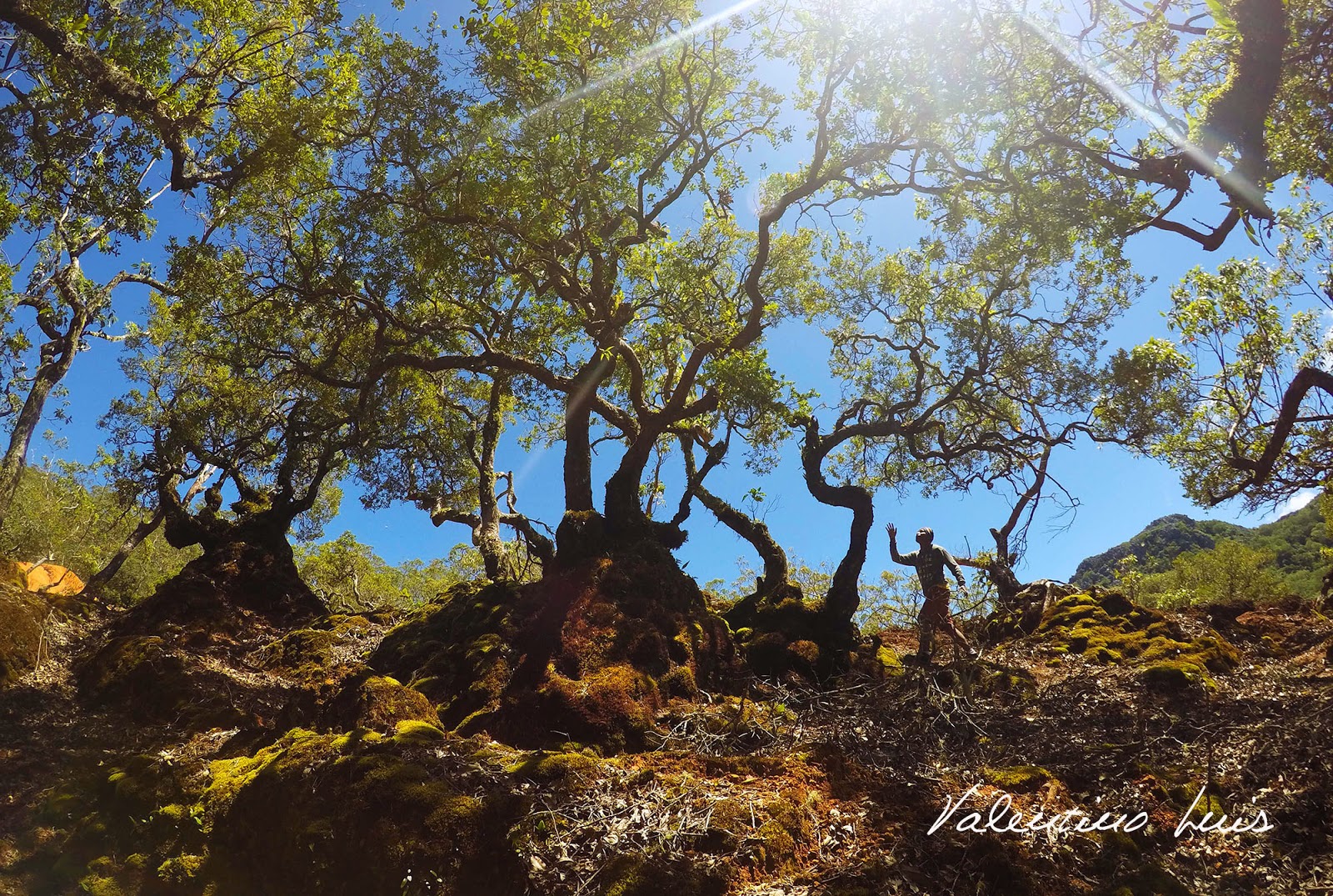 Foto Hutan Bonsai di Fatumnasi