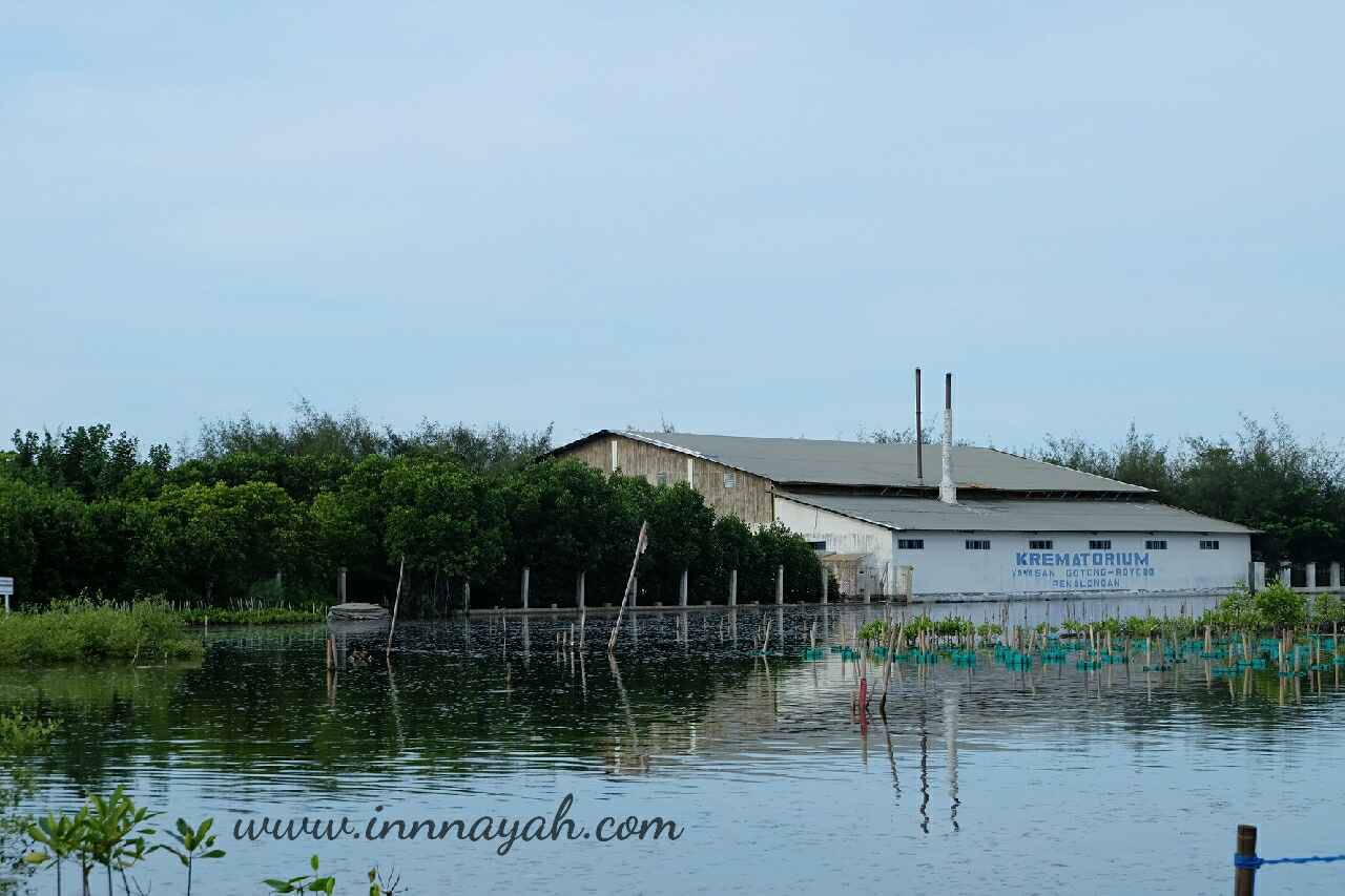 5 Keunikan Pekalongan Mangrove Park | Innnayah