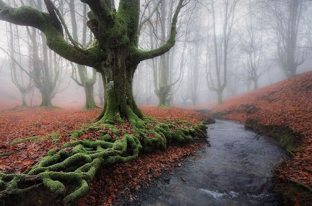 Top 9 Hutan Paling Berbahaya di Dunia