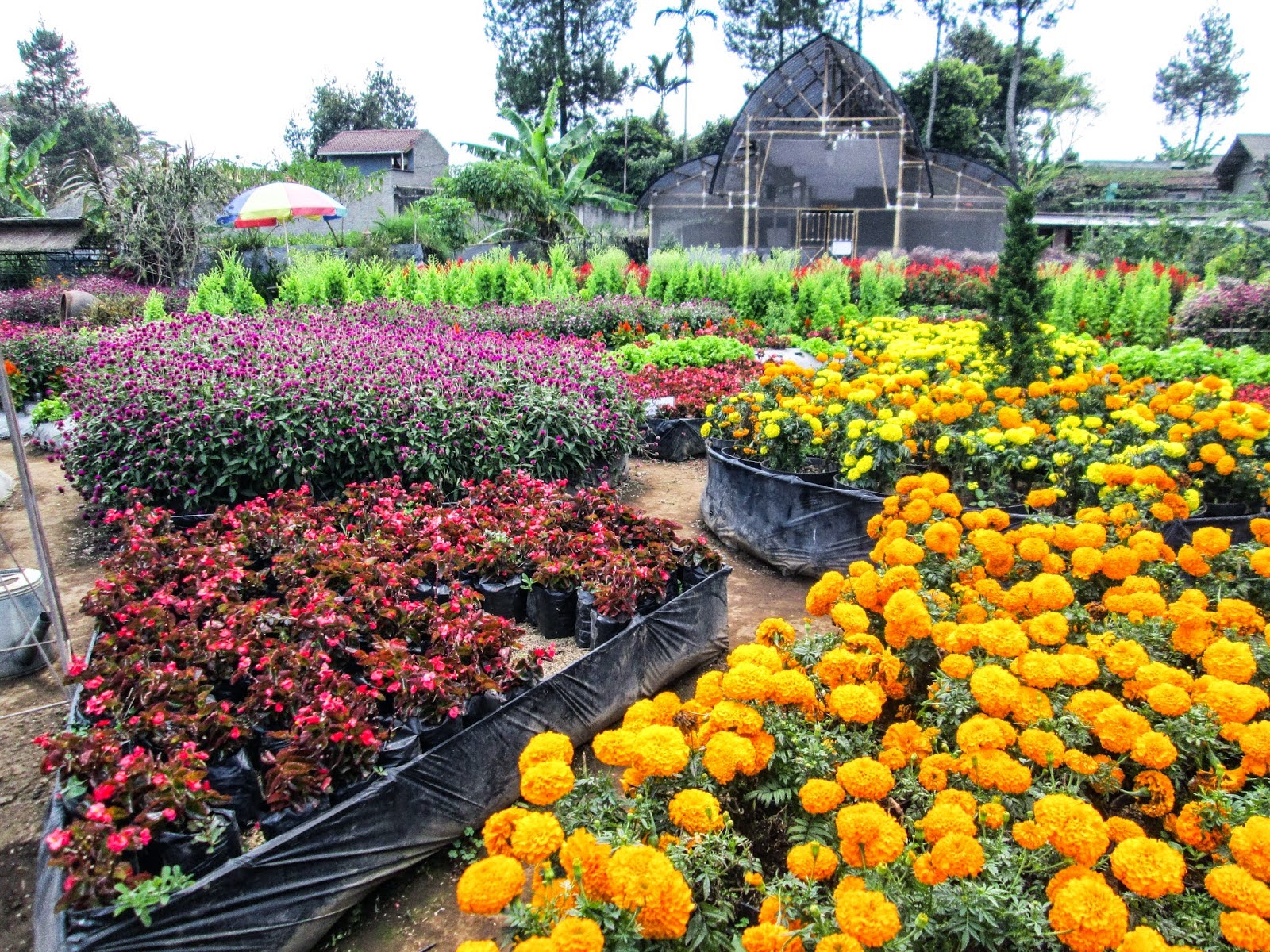 Pemandangan di Taman Bunga Begonia