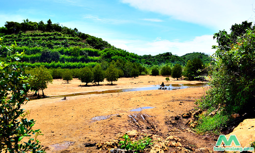 Mangrove