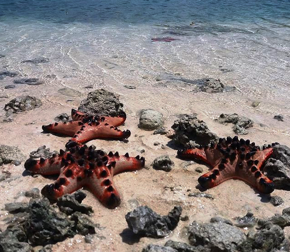 Pantai Oeseli Pulau Rote Ndao Indahnya Hamparan Pasir Dengan Air Pantai