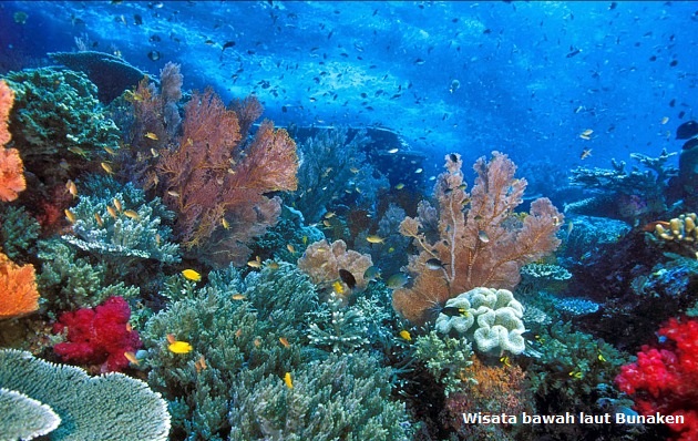 Panorama Bawah Laut Taman Nasional Bunaken