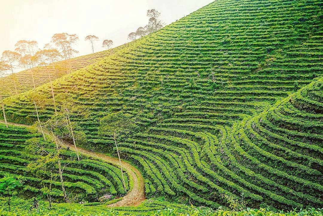 kebun-teh-pagilaran-batang