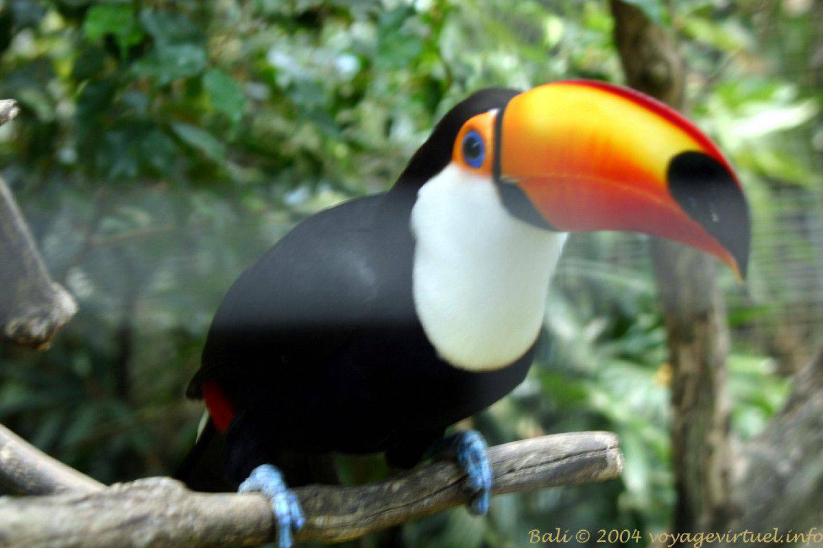 Toucan di Bali Bird Park