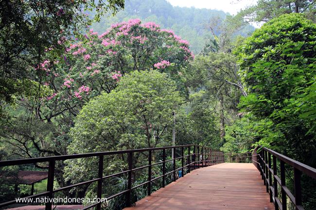 Sky Bridge