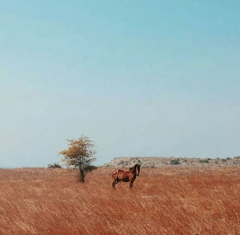 Hewan Liar di Savana Puru Kambera