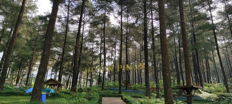 Hutan Pinus Limpakuwus