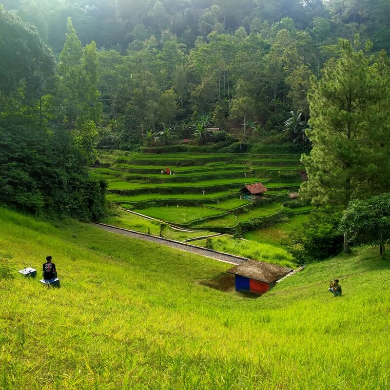Hulang Healing di Tengah Hutan