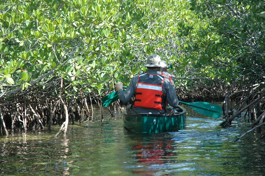Mangroves - Biscayne National Park (U.S. National Park Service)