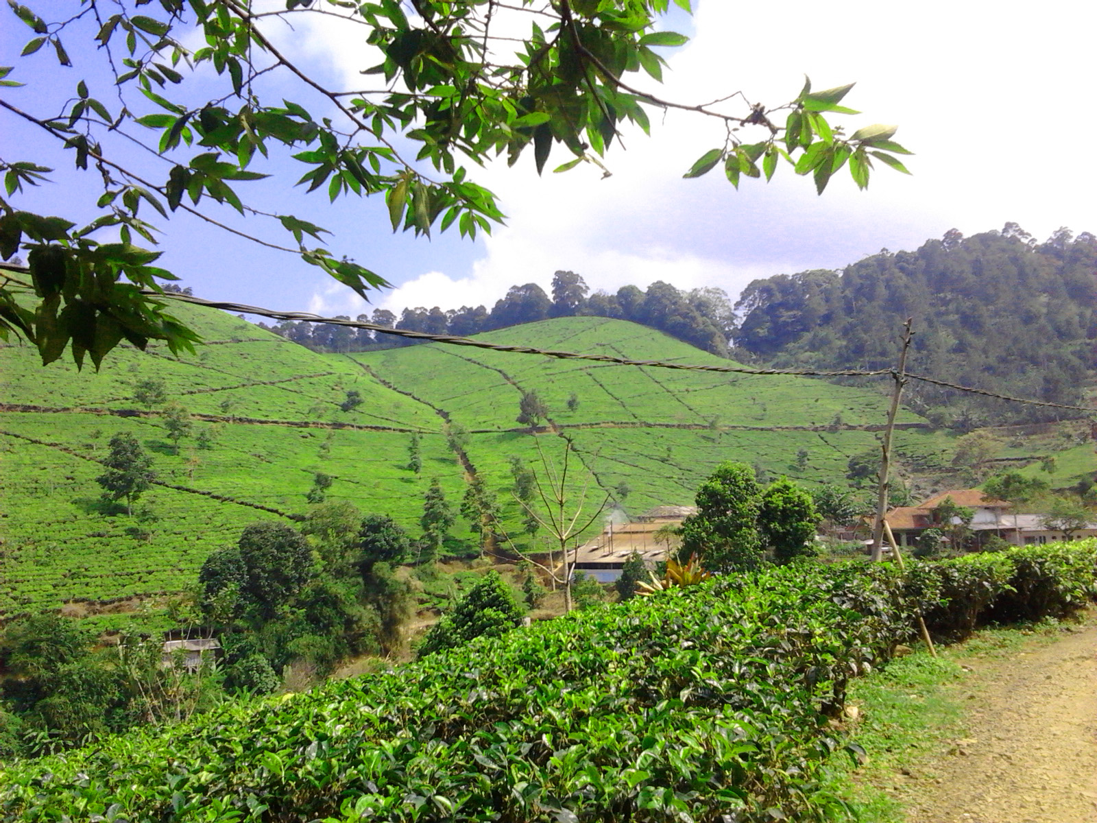 kebun teh cipasung