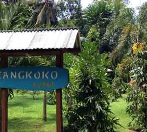 tangkoko3