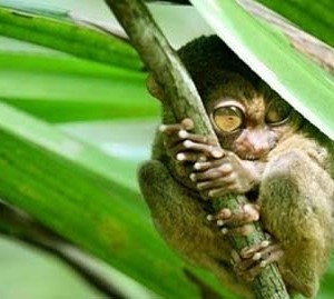 tangkoko4