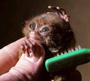 tarsius
