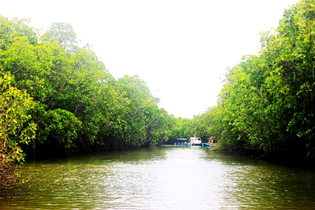 Hutan Mangrove Pandansari Brebes