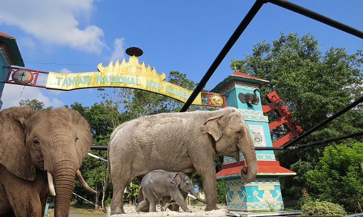 Foto tiket masuk ke Taman Nasional Way Kambas