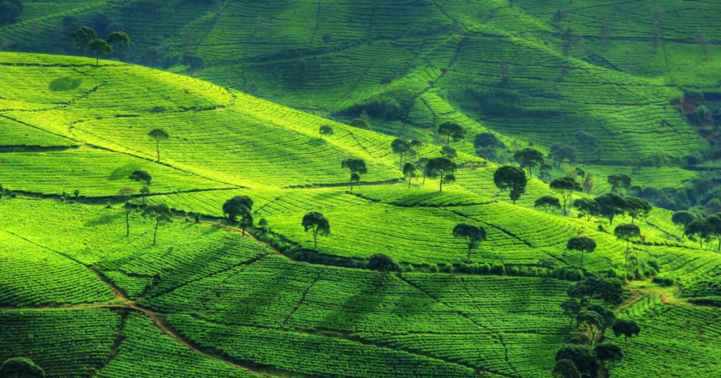 kebun teh sukawana