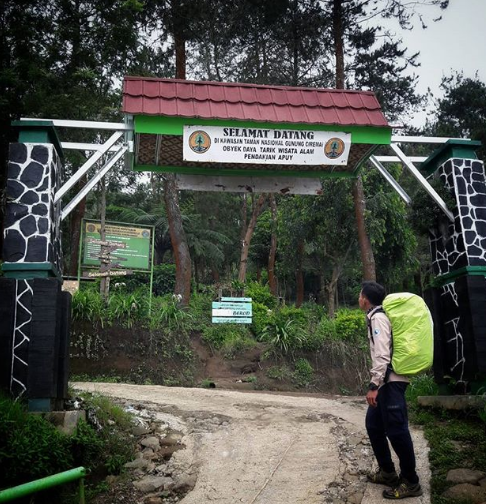 hutan pinus