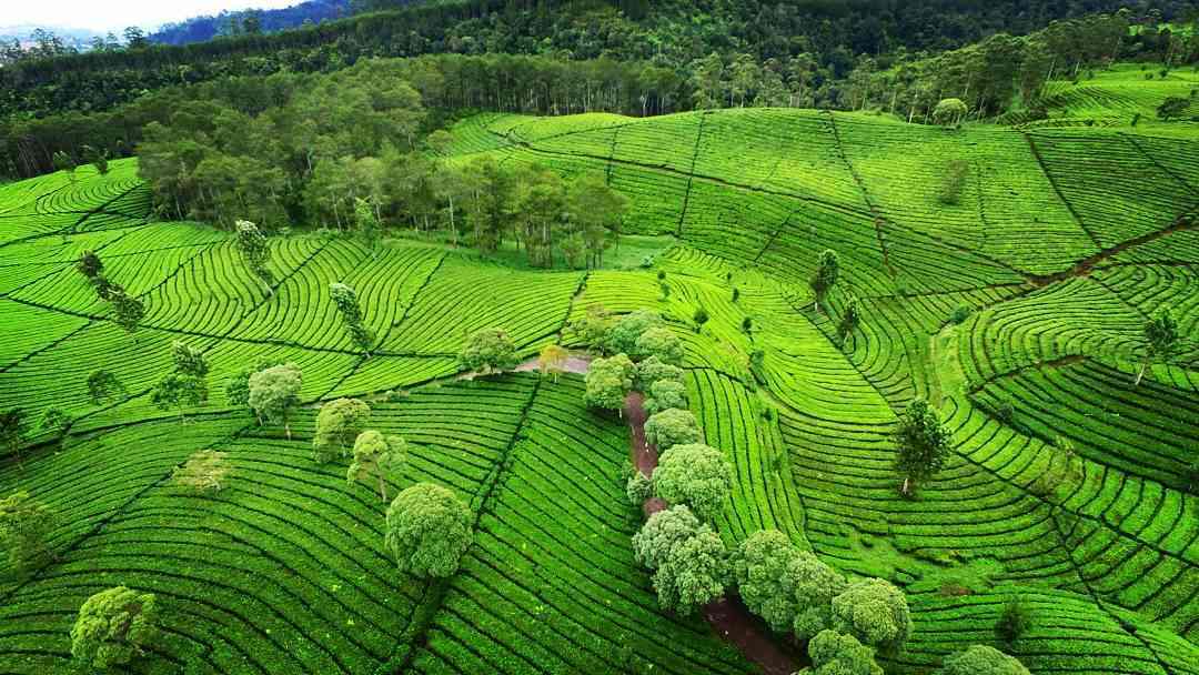 Kebun Teh Sukawana