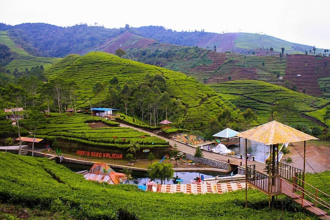 Agrowisata Kaligua