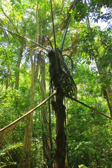 Menguak Taman Wisata Alam Batu Putih, Menemukan Keindahan Hayati Hutan